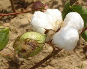 p_coton_cotton_BurkinaFaso2007.jpg
