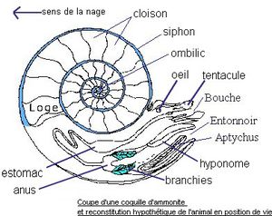 decoupe-ammonite.jpg