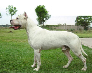 Site de rencontre pour chien belgique