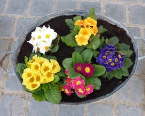 F comme Fleur
