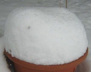 neige2-12-fev-10.jpg