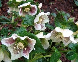 helleborus-White-Spotted-Lady-29-mars-10.jpg