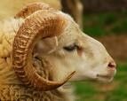 bélier