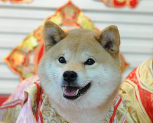 shiba-nez-court2.jpg