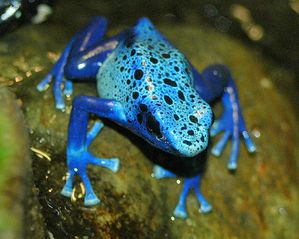 grenouille dendrobate bleu