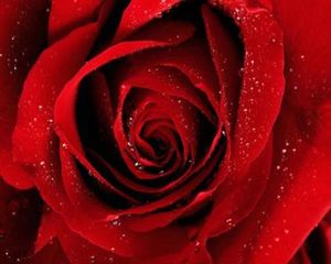 rose-rouge.jpg