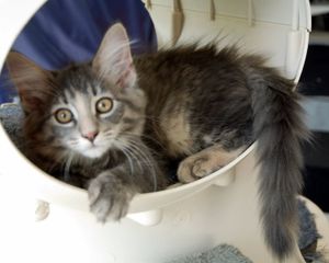 FIGARO 080820100001 3