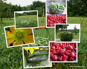 2009-06-15-haricots-fruits-rouges.jpg