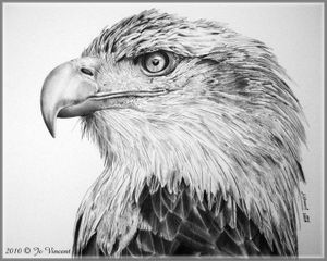 pygargue - dessin progressif 10