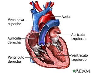 corazon_1.jpg