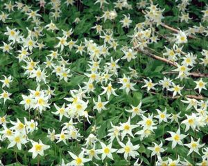 cuisiner les fleurs FLEU005