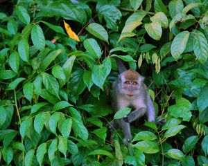 16.Macaque longue queue
