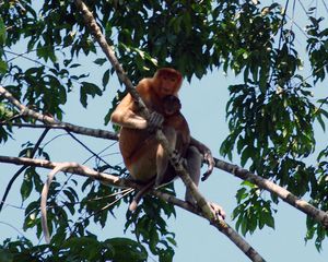 23.Proboscis monkey