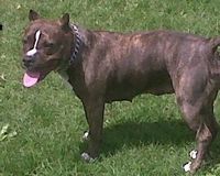 CHIEN-WICCA-DELIT-DE-SALE-GUEULE-MONTREAL.jpg