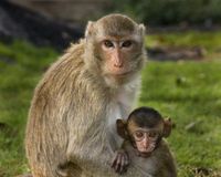SINGES-LABO.jpg