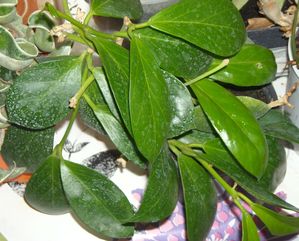 DSCN9590.JPG