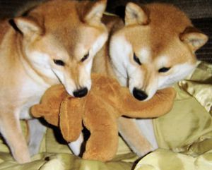 shiba-inu-japonais-yama-no-kami-kennel.jpg