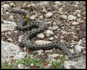 P10608452-Vipera aspic juillet 2008