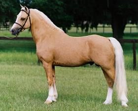 cheval PALOMINO