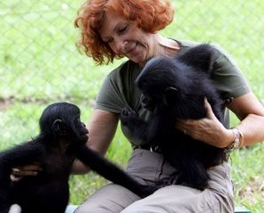 Bonobos-quand-les-grands-singes-racontent-leur-vie-au-cinem