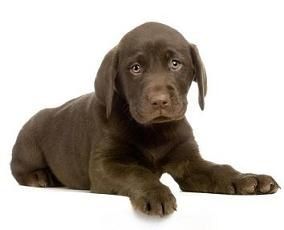 labrador22.jpg