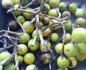Aubergine_02-copie-1.jpg