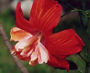Fleurdhibiscus.jpg