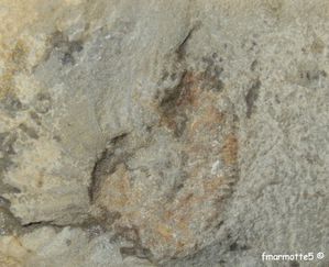 ammonite-Essaure.jpg
