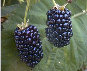 blackberry-fruit
