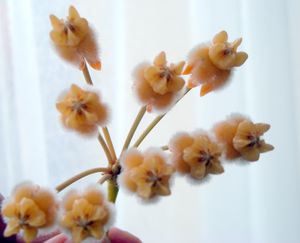 DSCN0880