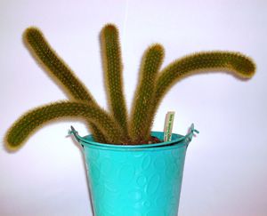 cleistocactus-aureispinus.jpg