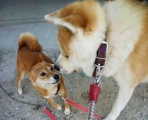 AKITA INU est-il AGRESSIF ? - LE BLOG DU SHIBA INU ET DES AKITA INU est-il AGRESSIF ? - LE BLOG DU SHIBA INU ET DES