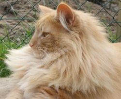 cat-king0001.JPG