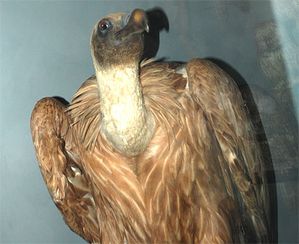 oiseau - vautour fauve