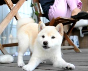 white-puppy-shiba-inu