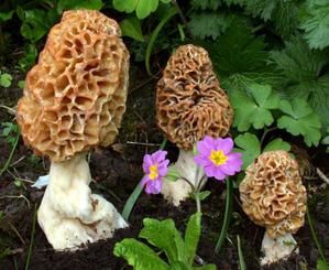 Morchella-rotunda.jpg
