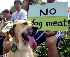 no dog meat blog bragance urgence animaux de chine