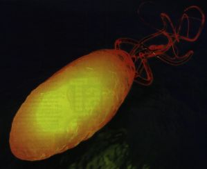 E COLI