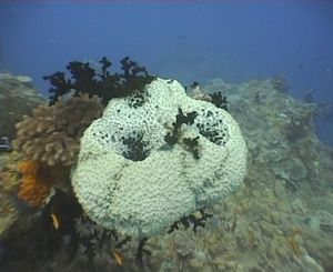 Plongee-Mickaelmas-Cay-0--91-.jpg