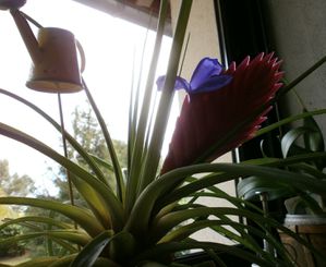 fleur et frelons 002