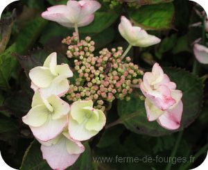 hydrangea-macrophylla-dolce-gipsy.jpg