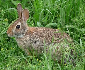 cottontail-rabbit-sylvilagus-2870970-l.jpg
