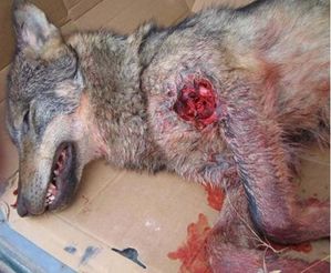 loup.jpg