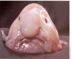 Pour Bernard Blobfish