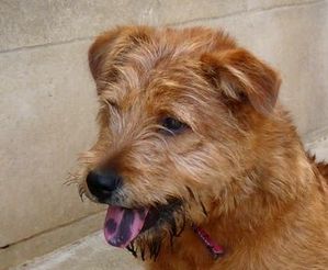 HOMERE - croisé Griffon/ sharpeï roux 7 ans (6 de refuge) - ARPA A RIS ORANGIS (91) Homere_portrait