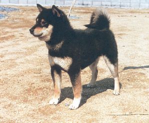 shiba-Kotetsu-of-kohtokusow