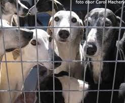 Galgo-au-refuge.jpg