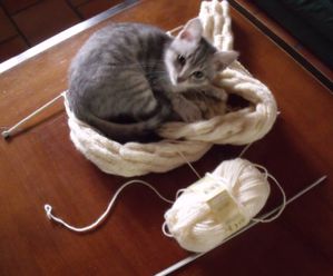 tricot-chat-copie-1.jpg