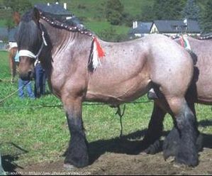 cheval robe-rouane