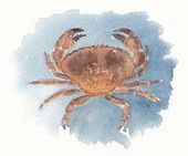 petit-crabe.jpg
